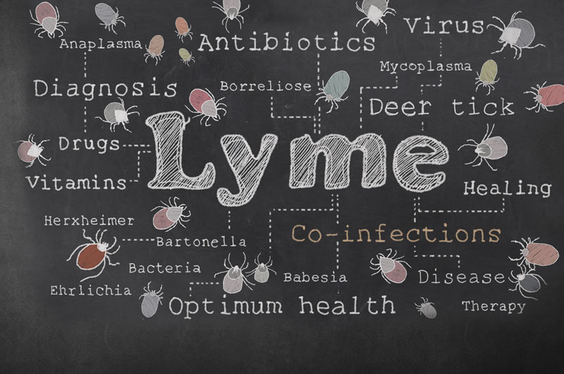 15 Essential Facts about Lyme Disease