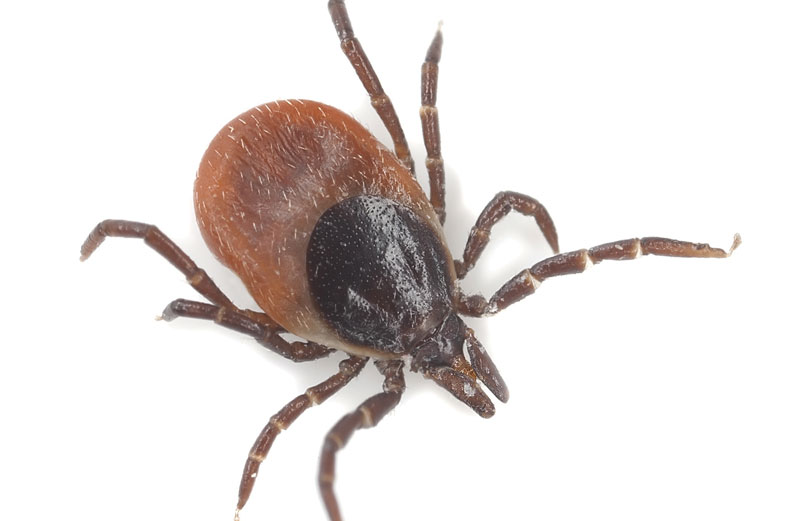 Prevention is Key to Staying Tick Free