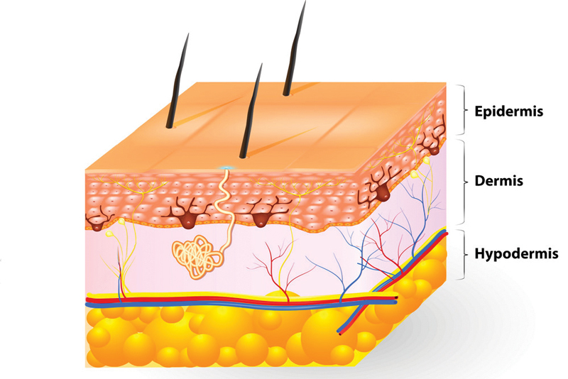 Layers of the human skin