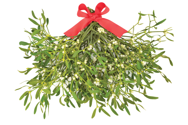 Mistletoe Therapy in Cancer Care