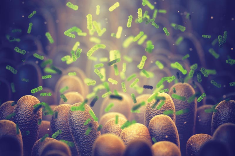 The Marvelous Microbiome